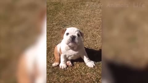 🤣 Funniest 🐶 Dogs And 😻Cats - Try Not To Laugh - Best Of The 2020 Funny Animal Videos