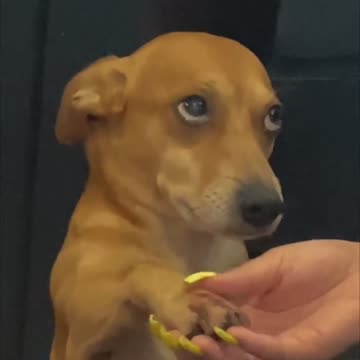 This dog's look can melt your heart❤️