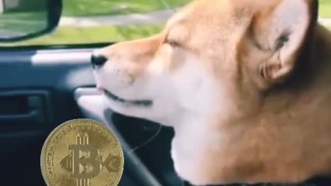 When your SHIBA Dog knows you are a bitcoin billionaire