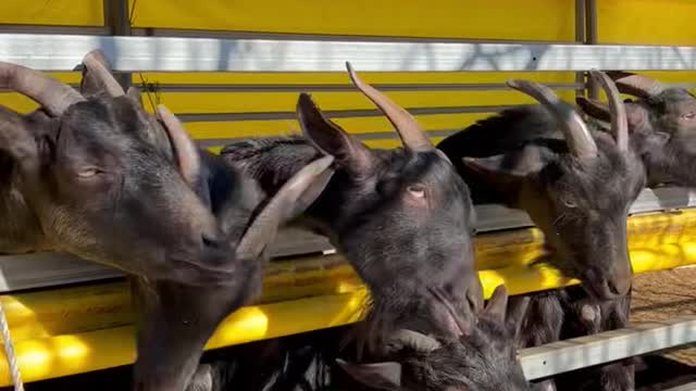 Black goats sticking out their tongues for food.