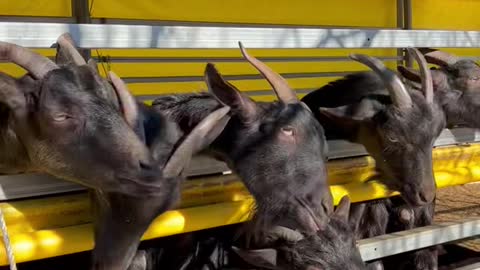 Black goats sticking out their tongues for food.