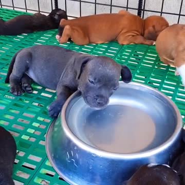 because I'm so sleepy, super cute dog