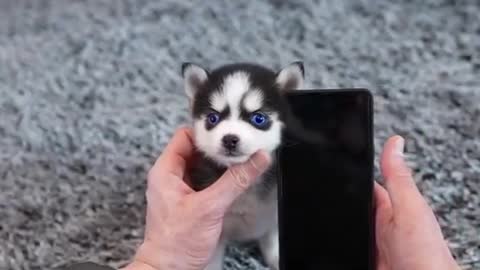 very small husky puppy