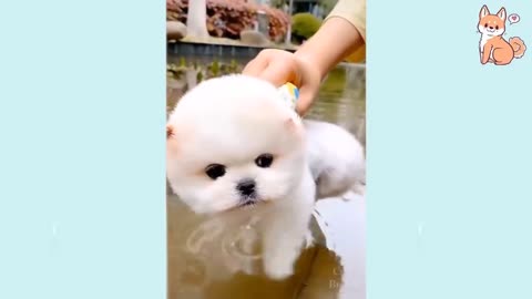 Cute puppies in the world