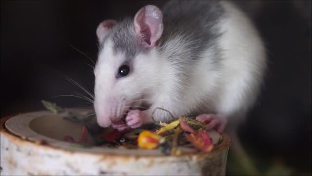 A beautiful white mouse