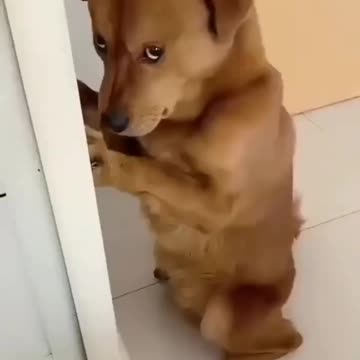 So cute and funny dog🐕