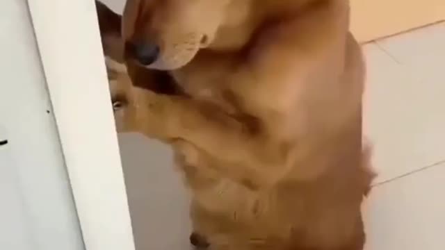 So cute and funny dog🐕