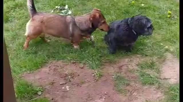 Small black dog loves being adored