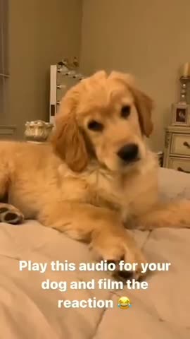 Play this for your dog and watch the reaction, Too Funny!