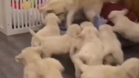 Cute dog children