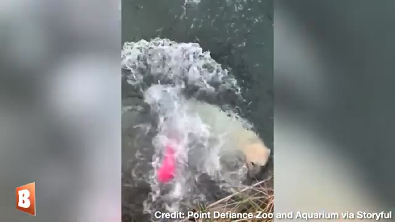 Adorable Polar Bear Plays in the Water at Washington Zoo