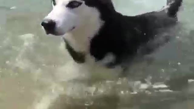 dogs learn to swim