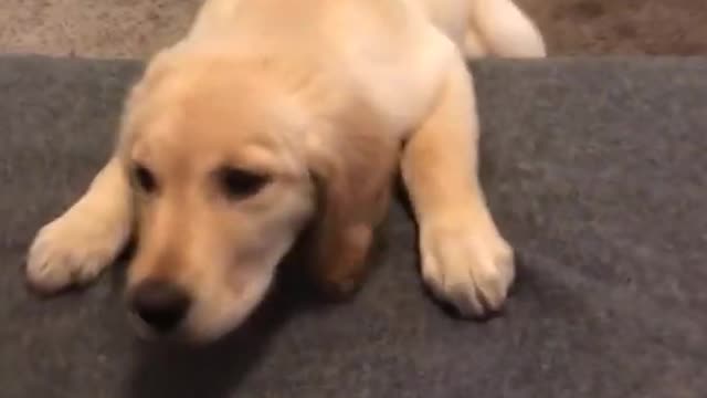 Puppy Climbs Up The Stairs For The First Time
