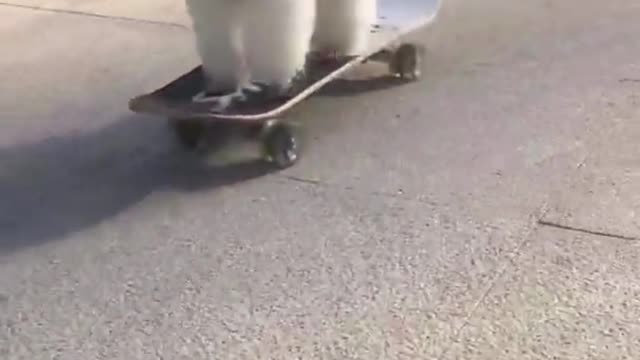 Clever puppy goes skateboarding in the park