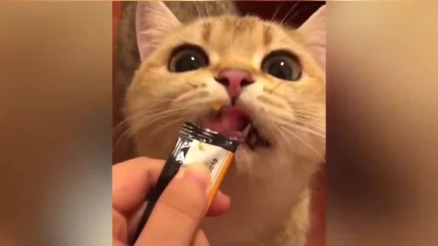 #Shorts Funny cute Cat