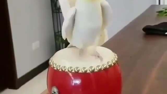 Cute Cockatiel Playing Drum!!!