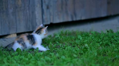 How to "LITTER TRAIN" little kittens in simple 6 steps(it's really work!!!)