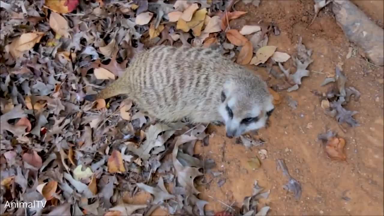 Meerkat Pups Playing - CUTEST