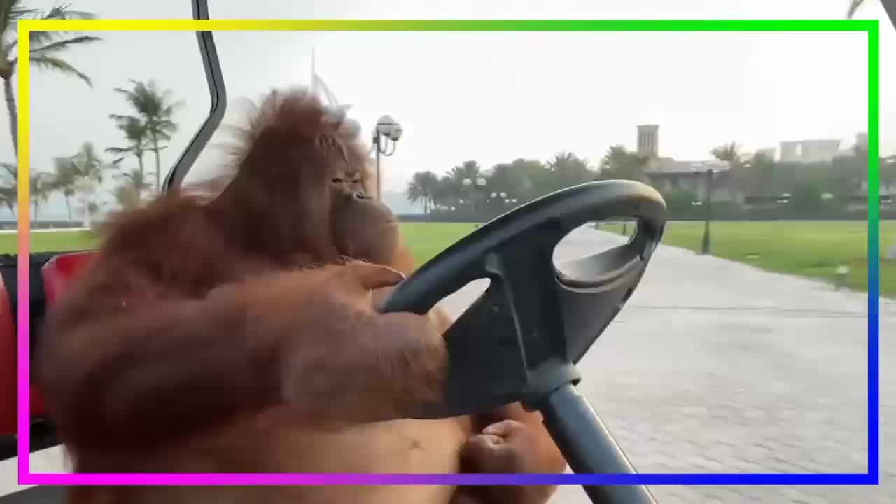 Famous orangutan driving a Golf cart.