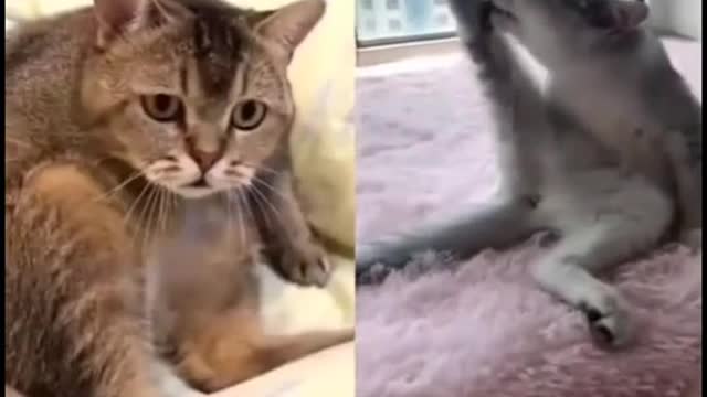 OMG So Cute Cats ♥ Best Funny Cat Videos 2021