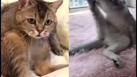 OMG So Cute Cats ♥ Best Funny Cat Videos 2021