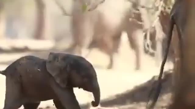 baby elephant