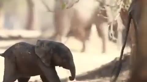 baby elephant