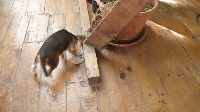 Dog searching something
