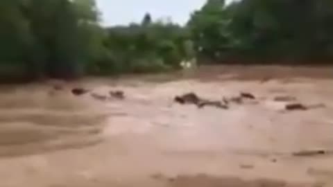 Heavy rain washed away all and the cattle as well