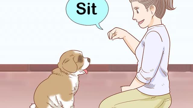 Dogs training
