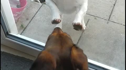 Hazel's boyfriend Milo