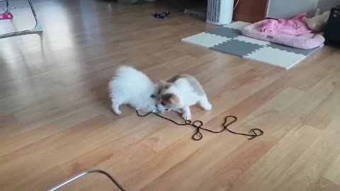 A little puppy playing with a friend.