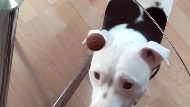 Dog dog funny video