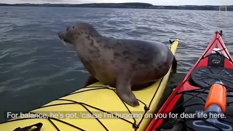 Seal melts your heart away