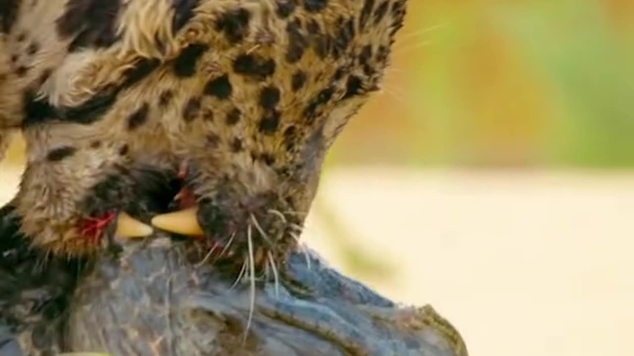 Leopard vs alligator fight