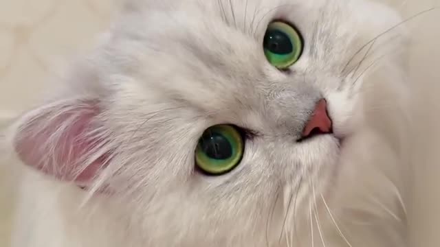 Cute funny cat baby