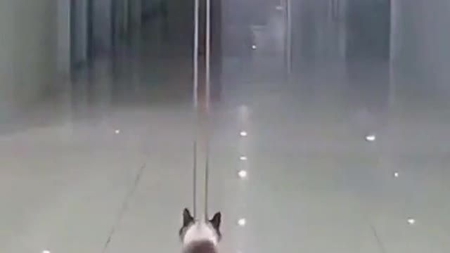 ما مدى صداقة القطة مع الباب الاوتوماتيكي 🤣🤣🤣How friendly is the cat with the automatic door?