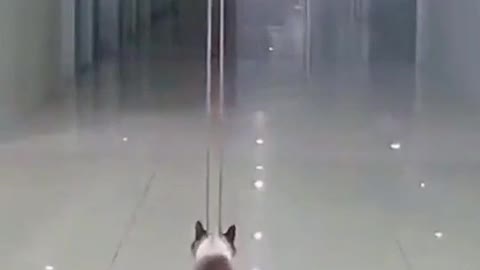 ما مدى صداقة القطة مع الباب الاوتوماتيكي 🤣🤣🤣How friendly is the cat with the automatic door?