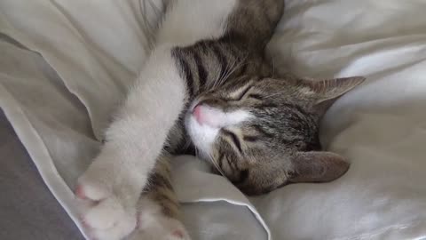 Rudolph the Kitten Sleeps on The Soft Blanket