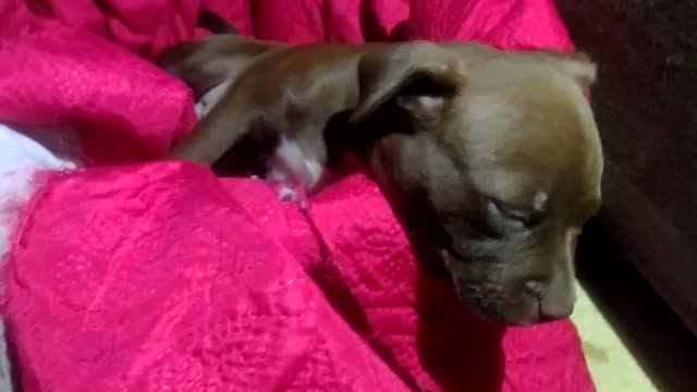 Baby Pitbull snoring