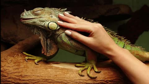 10 Exotic Animals You Can Keep as Pets at Home in India | Pets in India | Animals in India|