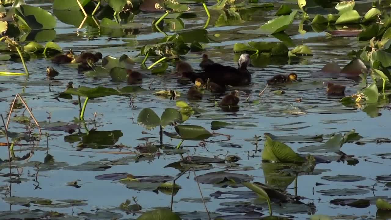 Ducks Swimming in a Pond