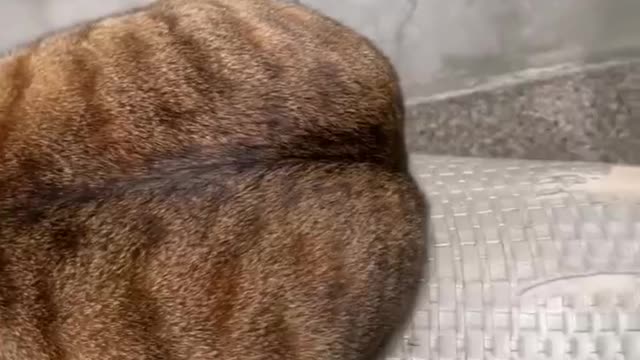 A cat doesn't want someone to disturb its sleep