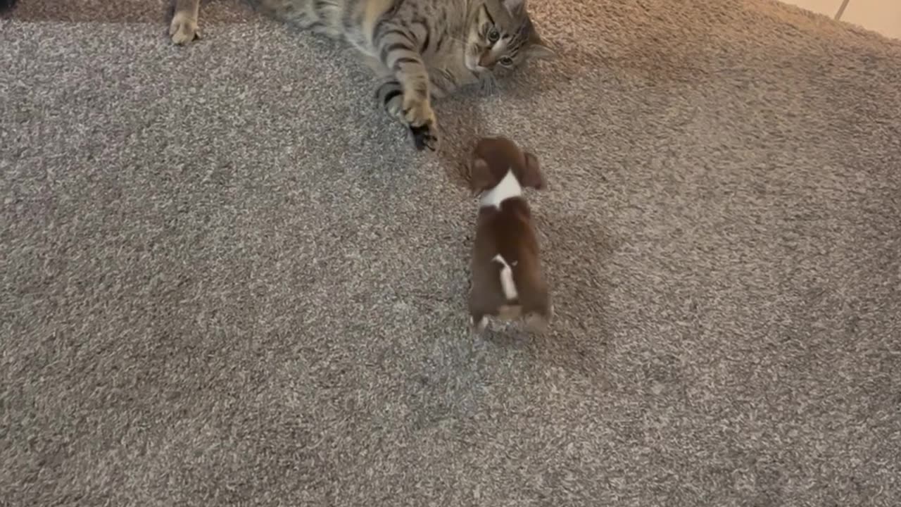 Beagle Puppy Tries to Play With Cat