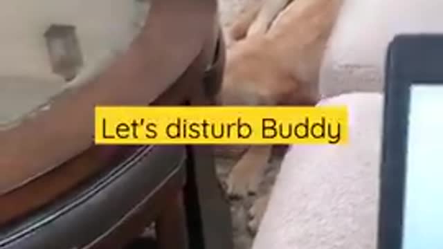 Dog Hates it When Disturbed During Sleeping #Shorts | Funny Dog Video