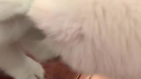 cute