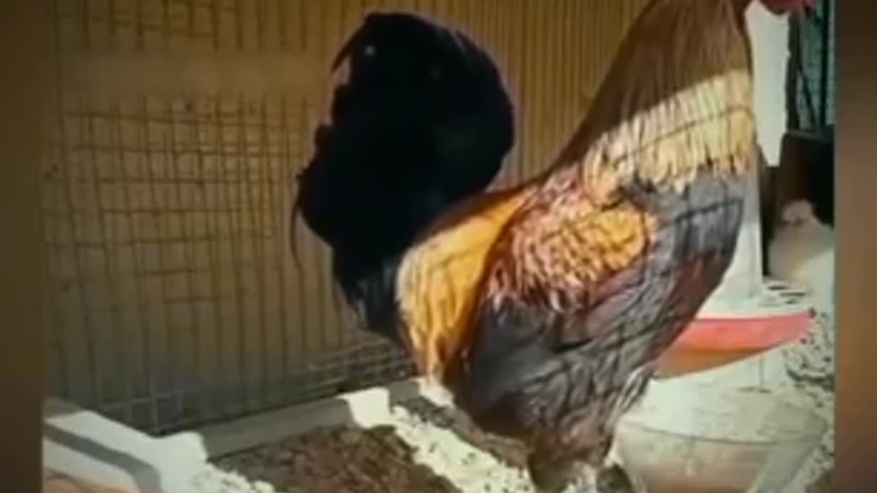 how chicken crow