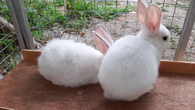 Cute rabbits