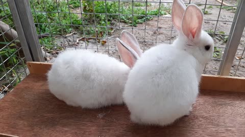 Cute rabbits