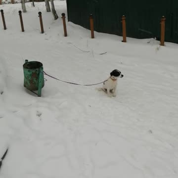 Tied dog on the street.